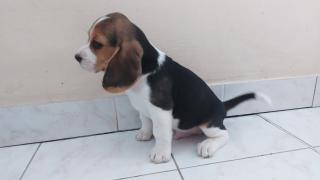 Bígl (též beagle) štěňata s PP