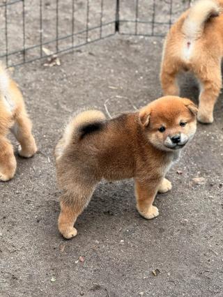 Prodám shiba inu s PP