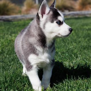 sibiřský husky štěňata na prodej