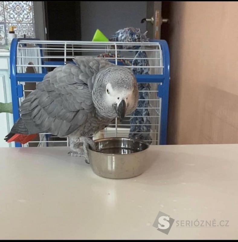 Špičkový africký papoušek šedý.