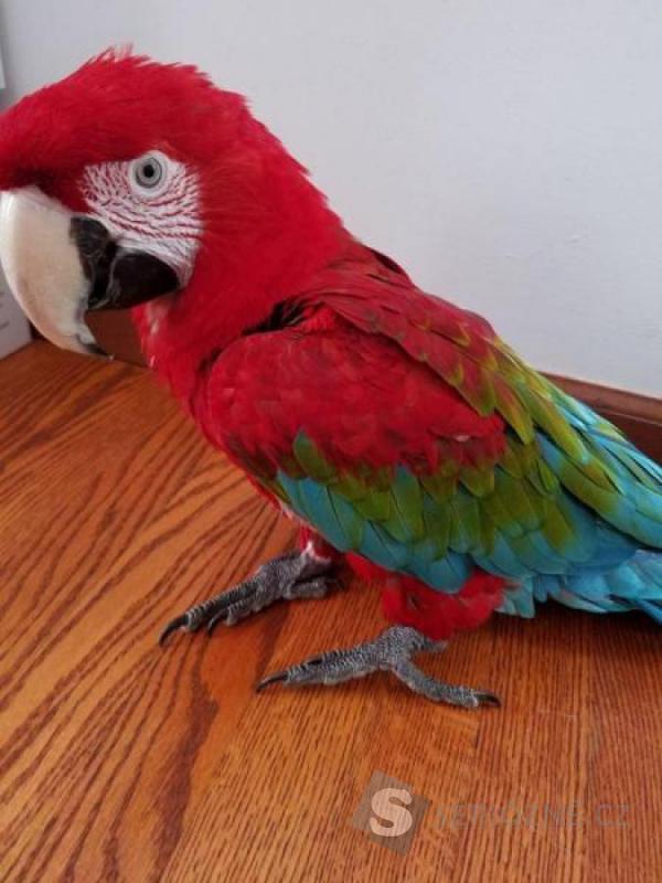 Super krotcí papoušci papoušci papoušci papoušci zelenokřídlého
