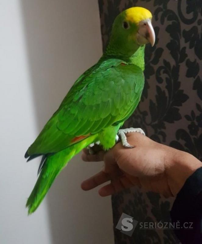 Amazonští papoušci na prodej
