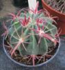 Ferocactus recurvus - semena