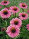 Echinacea Purpurea - semena