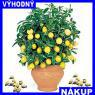 Citrusovník Lemon - domácí pěstění - Semínka 5Ks
