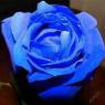 Semínka modré růže - 50ks