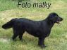 Flat Coated Retriever  št. s PP