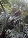 Chamaerops humilis - naklíčená semena