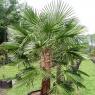 Trachycarpus Naini Tal - naklíčená semena