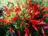 Chilli Sangria Ornamental