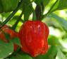 Chilli Scoth  Bonet  Red - semena