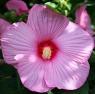 Hibiscus moscheutos - semena
