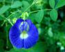 Clitoria ternatea - semena