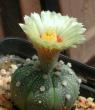 Kaktus Astrophytum asterias Tamaulipas - semena