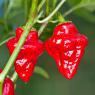 Chilli Tasmanian red - semena