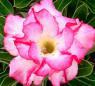 Adenium Double liliput - semena