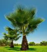 Washingtonia Filifera - naklíčená semena