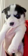 Krásná čistokrevná sibiřská husky štěňata