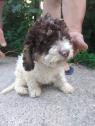 Lagotto Romagnolo 