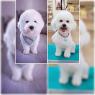Bichon Frise