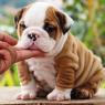 MILUJEME ANGLICKY BULLDOG PŘIPRAVENI NA PŘIJETÍ.