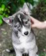 Siberian Husky Welpen