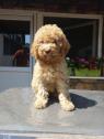 Lagotto Romagnolo 