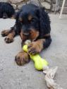 Gordon Setter, štěňata