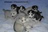 Čistokrvni štenci sibirskog haskija s punim rodovnikom