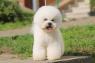 Curly Bison (Bichon Frise)