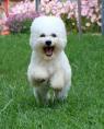 Bichon frise