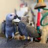 Charlie africký papoušek šedý velmi milující a přátelský krotký 