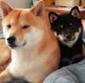Shiba Inu štěňata