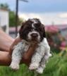 Štěňata Lagotto Romagnolo