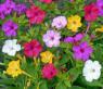 Mirabilis Jalapa Nocenka mix barev