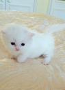 Loving Munchkin Kittens k dispozici