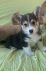 K dispozici štěňata Pembroke Welsh Corgi.