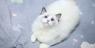  Fluffy Ragdoll kittens