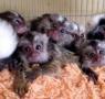 Marmoset Monkeys For Sale