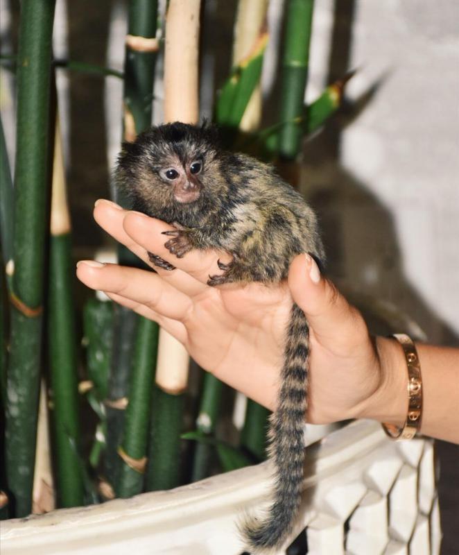 Marmoset baby monkeys for adoption.