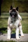 Pejsek štěně American Akita