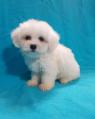 Coton De Tulear 