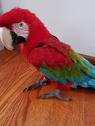 Super krotcí papoušci papoušci papoušci papoušci zelenokřídlého