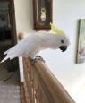 Velmi přátelští papoušci kakadu na prodej