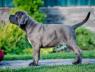 Cane Corso štěňata DOPORUČENÍ