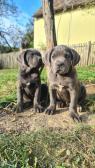 Cane Corso krásná štěňátka