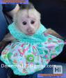 Zdravá mláďata kapucínských opic na prodej 