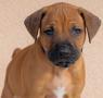 Prodám štěně Rhodéský ridgeback s PP
