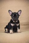 Francouzský buldoček Exotická štěňata