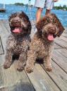 Štěňata Lagotto Romagnolo